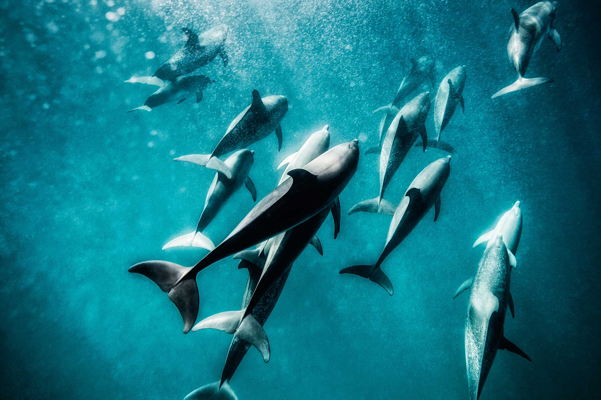Native Floridian, Kevin Dodge Fine Art  Participates at 20th Fins Weekend