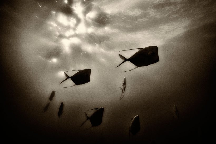 aliens descending