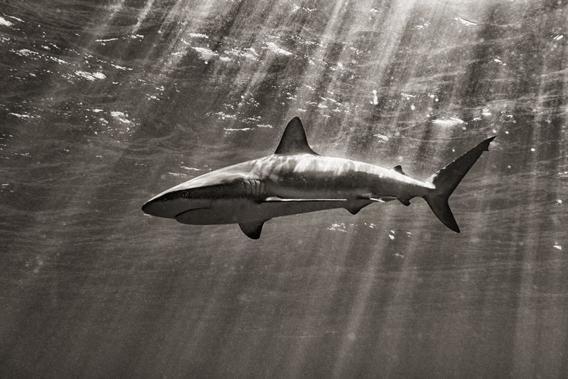 shark