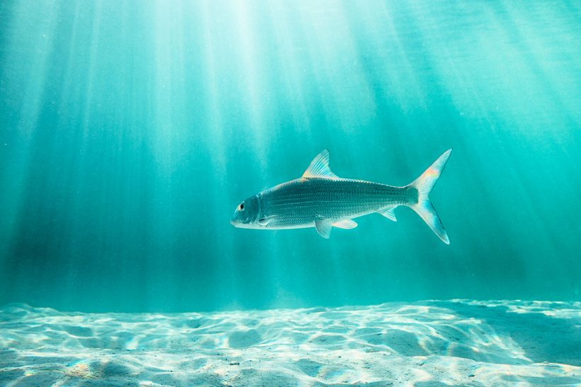 sunlight bonefish